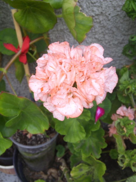  - Flori din gradina 2017