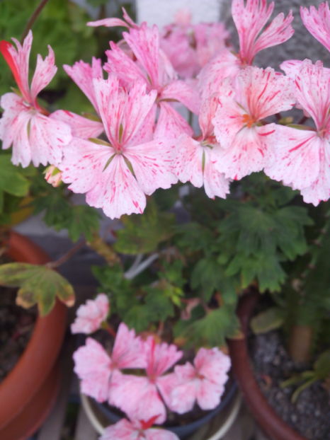  - Flori din gradina 2017