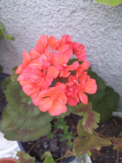  - Flori din gradina 2017