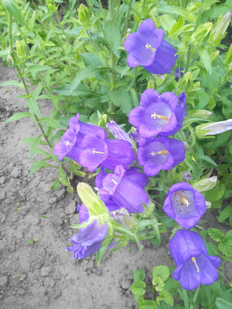  - Flori din gradina 2017