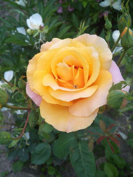  - Flori din gradina 2017