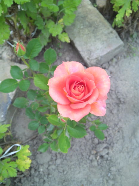  - Flori din gradina 2017