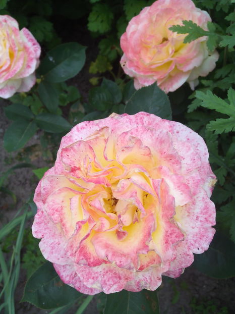  - Flori din gradina 2017