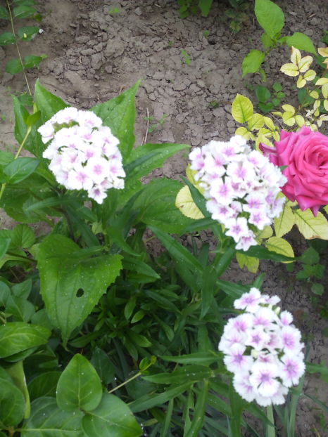  - Flori din gradina 2017