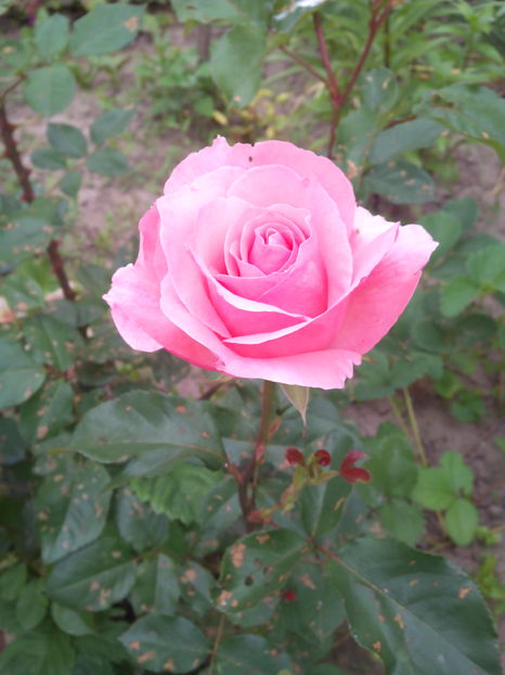  - Flori din gradina 2017