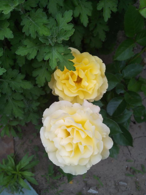  - Flori din gradina 2017