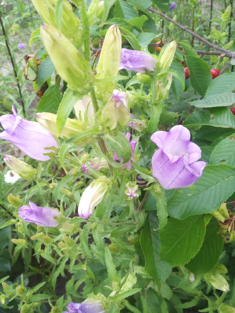  - Flori din gradina 2017