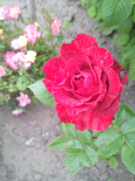  - Flori din gradina 2017