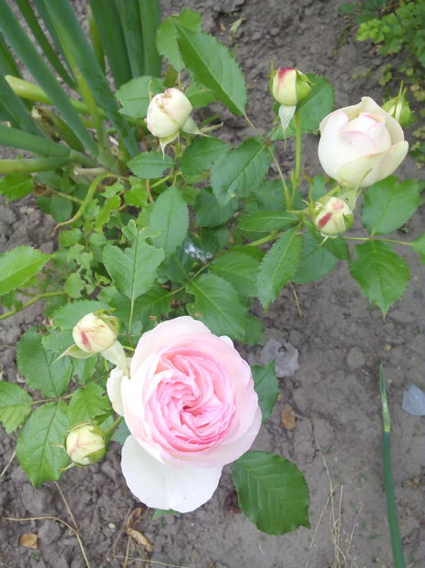  - Flori din gradina 2017