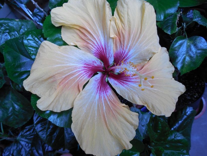  - Tahitian Arcturus Queen