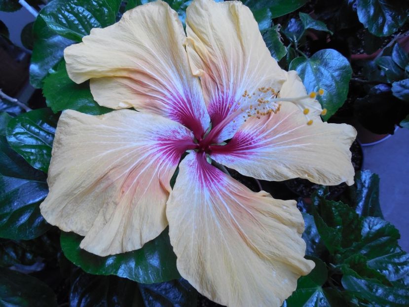  - Tahitian Arcturus Queen