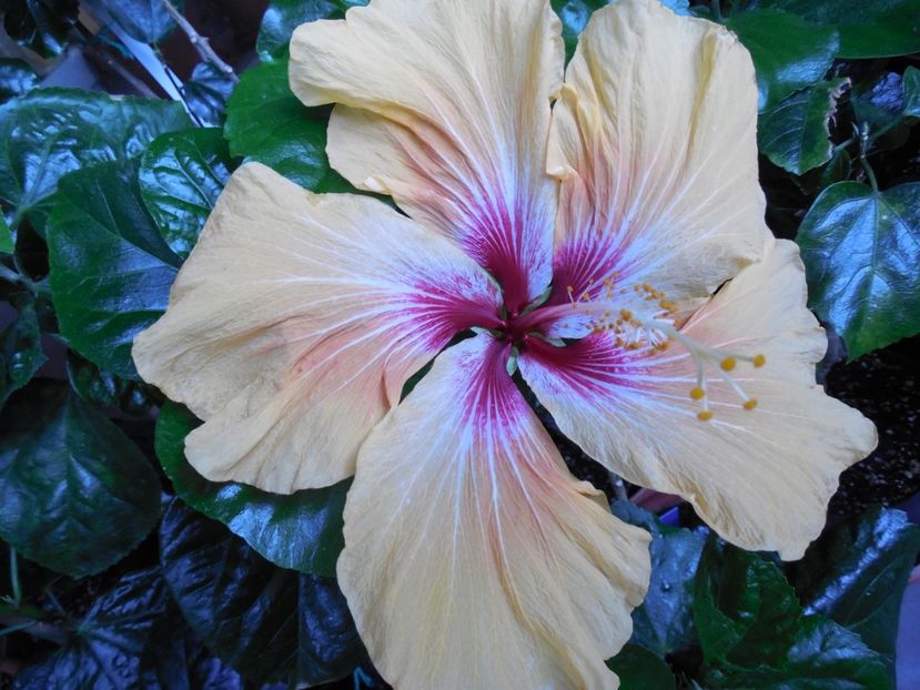  - Tahitian Arcturus Queen