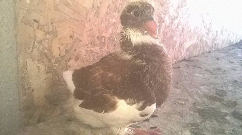  - 6 PUI DE AMERICANI 2017