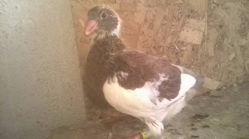  - 6 PUI DE AMERICANI 2017