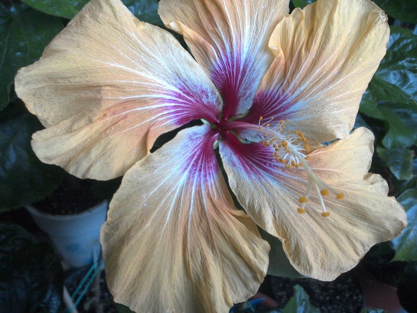 WIN_20170601_200324 - Tahitian Arcturus Queen