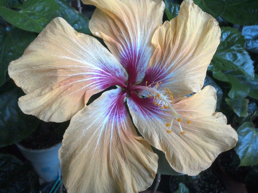 WIN_20170601_200336 - Tahitian Arcturus Queen