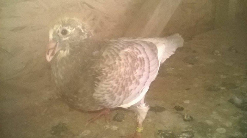  - 6 PUI DE AMERICANI 2017