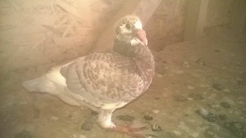  - 6 PUI DE AMERICANI 2017