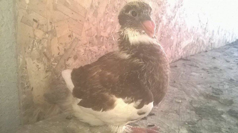  - 6 PUI DE AMERICANI 2017