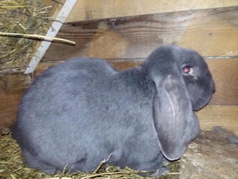 Vanduta - 04 Berbec German