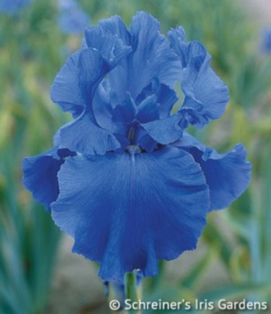 Blue Temptation - IRISI OFERTA 2017