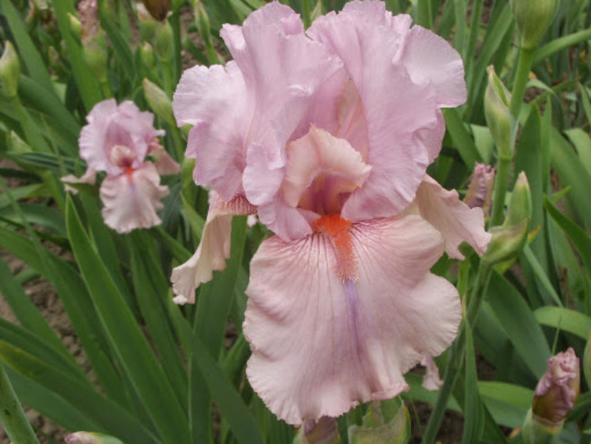 Blushing Pink - IRISI OFERTA 2017