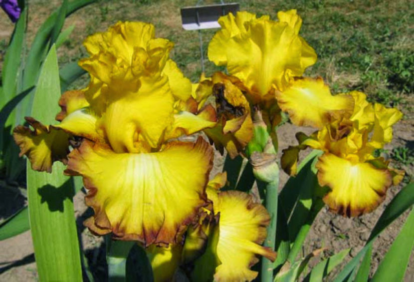 Bold Vision - IRISI OFERTA 2017