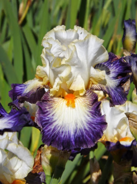 Boulevard Jazz - IRISI OFERTA 2017