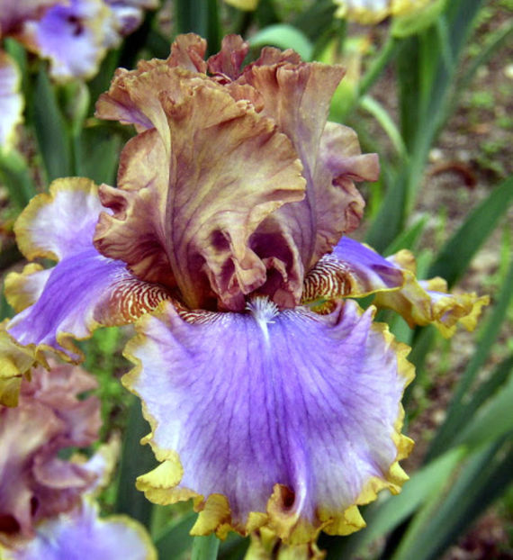 Bratislavan - IRISI OFERTA 2017