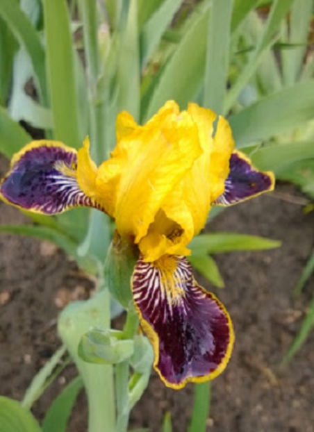 Bumblebee Deelite - IRISI OFERTA 2017
