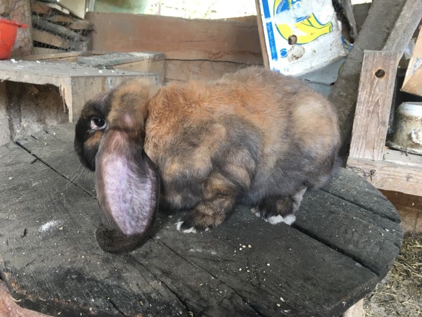  - Z Mascul 3 Thuringer