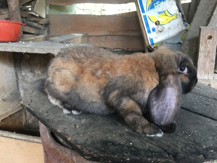  - Z Mascul 3 Thuringer