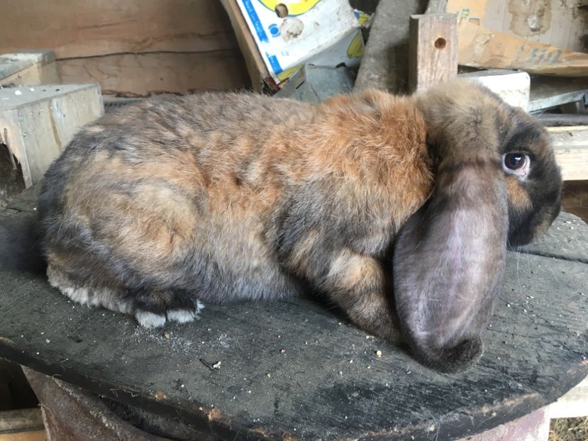  - Z Mascul 3 Thuringer