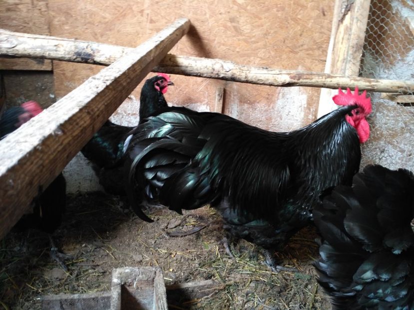  - Australorp negru