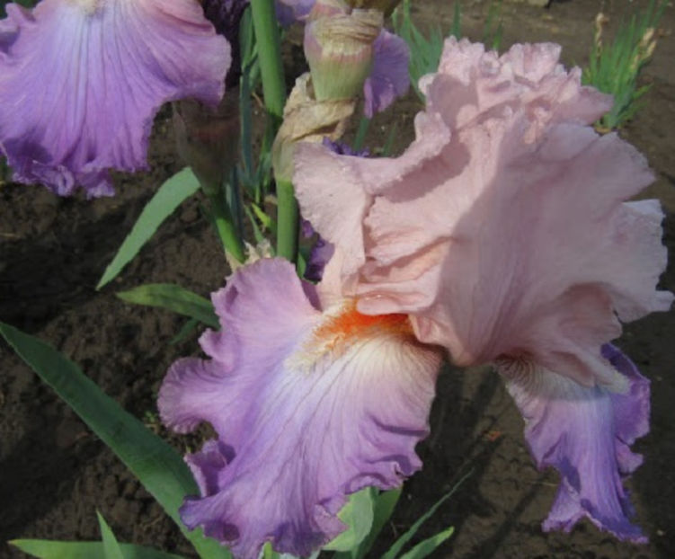 Dutchman s Dream - IRISI OFERTA 2017