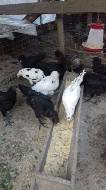  - Ameraucana