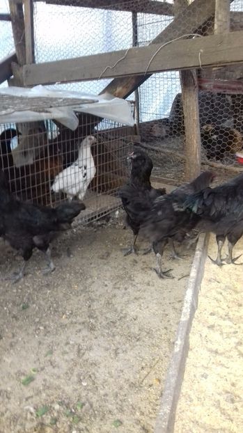  - Ameraucana