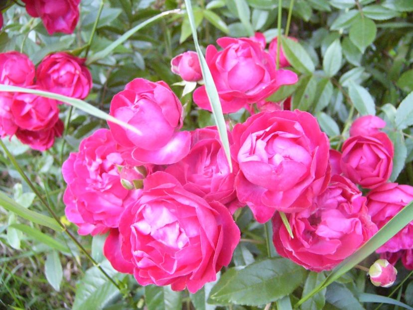 Rosa Morsdag rosu - ANUL 2017 VIII