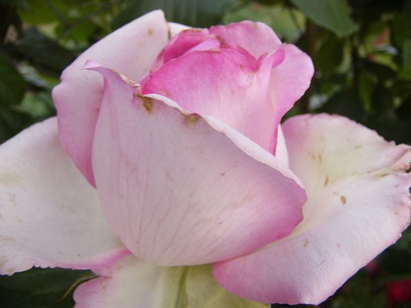 Rosa Honore de Balzac - ANUL 2017 VIII