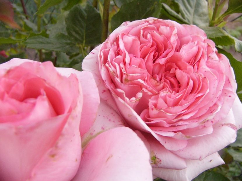 Rosa Arthur Rimbeau - ANUL 2017 VIII