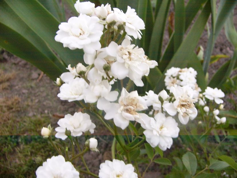 Rosa Francine Austin - ANUL 2017 VIII