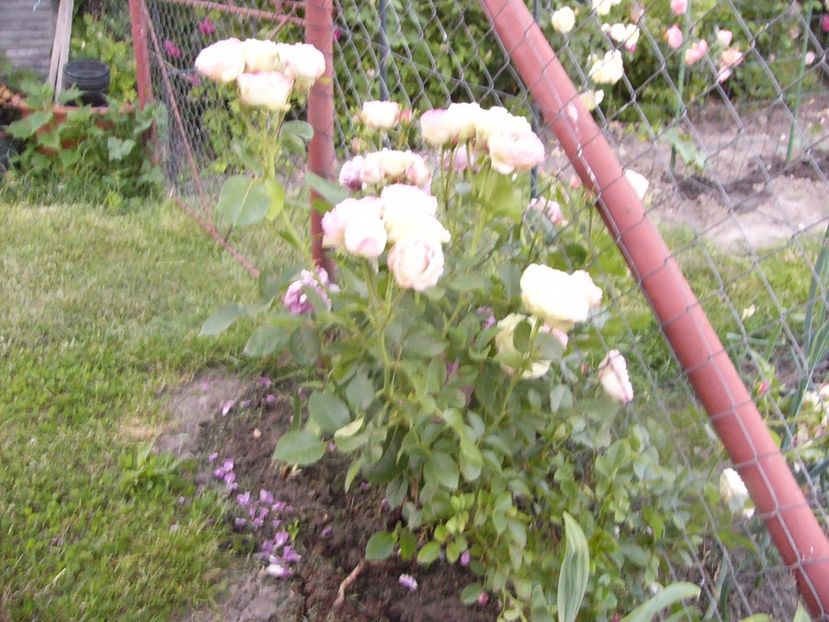 Rosa Accropolis - ANUL 2017 VIII