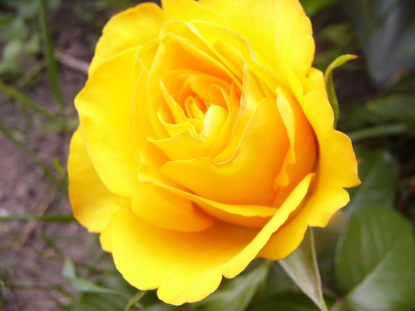 Rosa Fresia - ANUL 2017 VIII