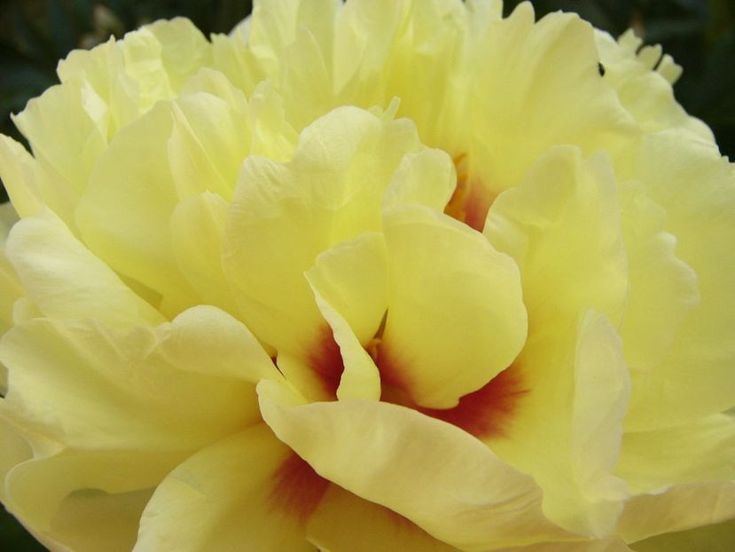 Paeonia Bartzela - ANUL 2017 VIII