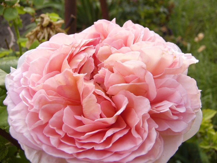 Rosa Dimov - ANUL 2017 VIII