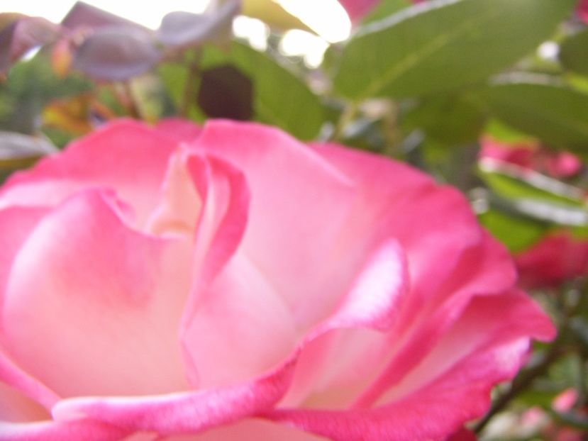 Rosa Nostalgie - ANUL 2017 VIII