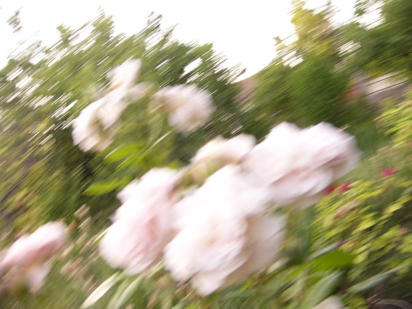 Rosa Hercules - ANUL 2017 VIII