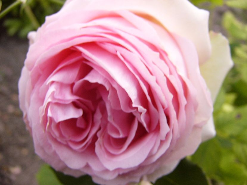 Rosa Frist Lady - ANUL 2017 VIII