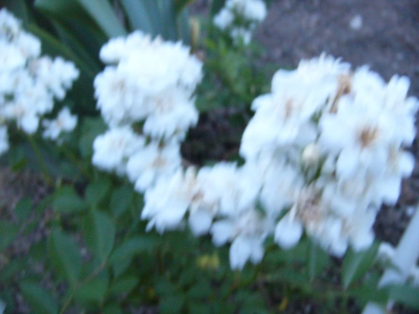 P1340654 - ANUL 2017 VIII