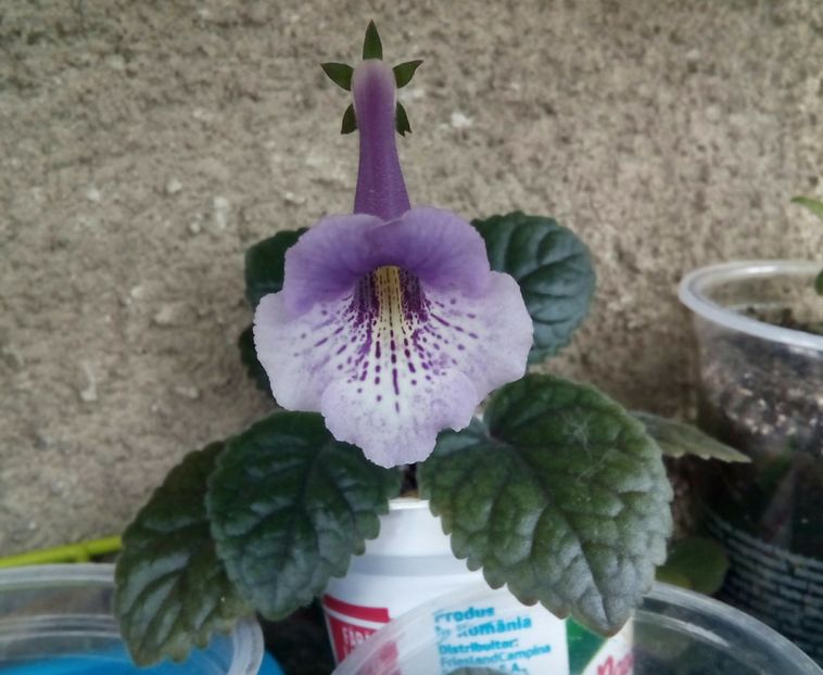 Cindy-Ella - Mini Sinningia 2017